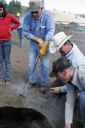 calf_branding_2_640