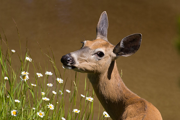 Please Eat the Daisies 2014-6213