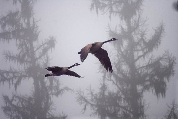 Foggy Geese