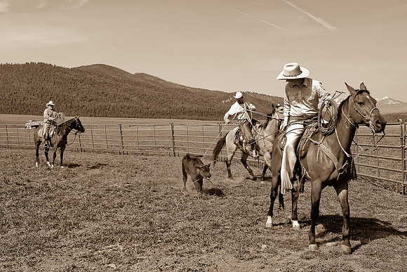 calf_branding_2_609