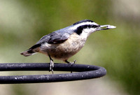 Nutty Nuthatch