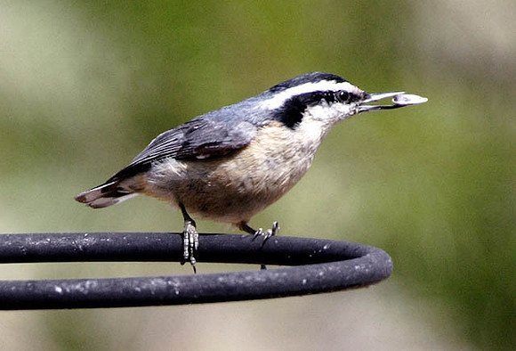 Nutty Nuthatch