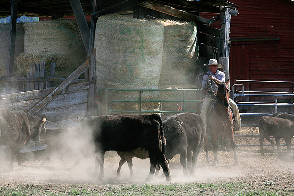 calf_branding_1006
