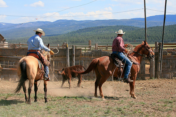calf_branding_943