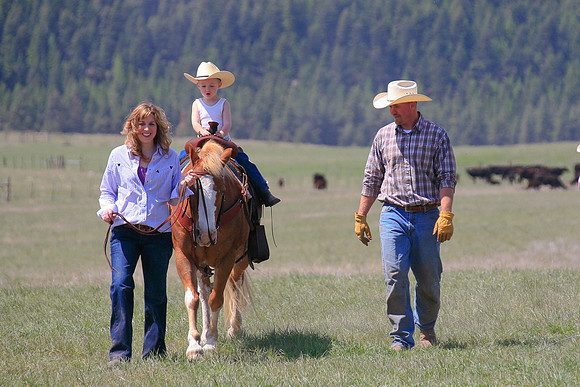 calf_branding_694