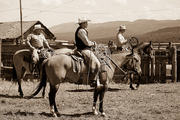 calf_branding_971