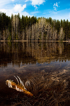 Still Water
