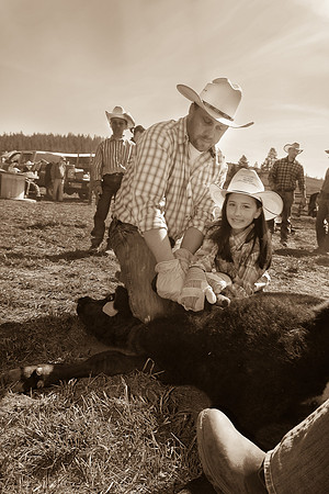 calf_branding_2_604