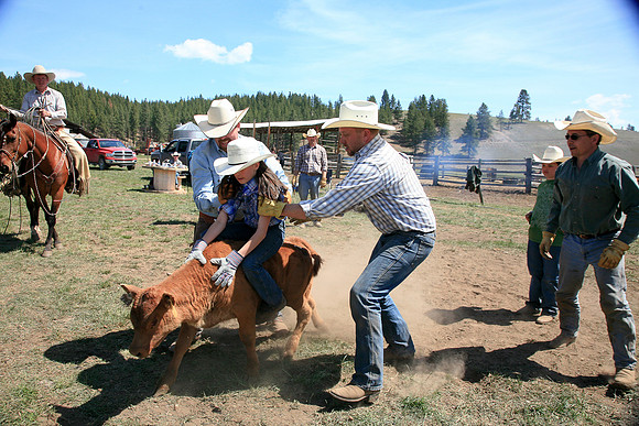 calf_branding_598