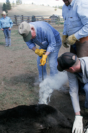 calf_branding_2_637