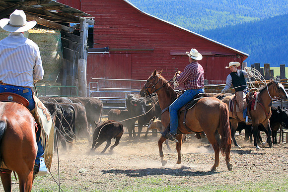 calf_branding_916
