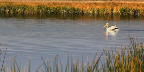 Pelican on Freezeout Lake