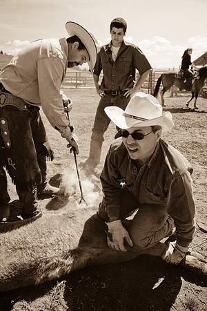 calf_branding_594