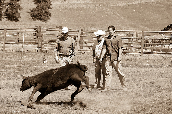 calf_branding_917