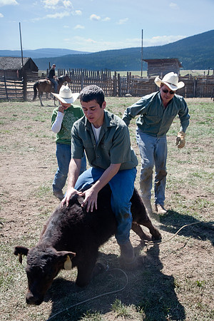 calf_branding_584