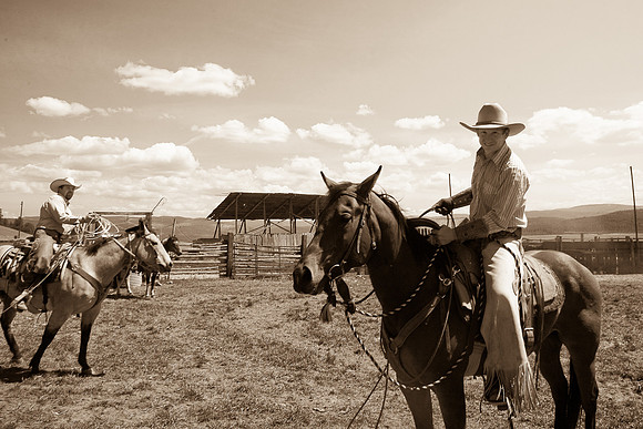 calf_branding_806