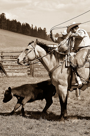 calf_branding_946