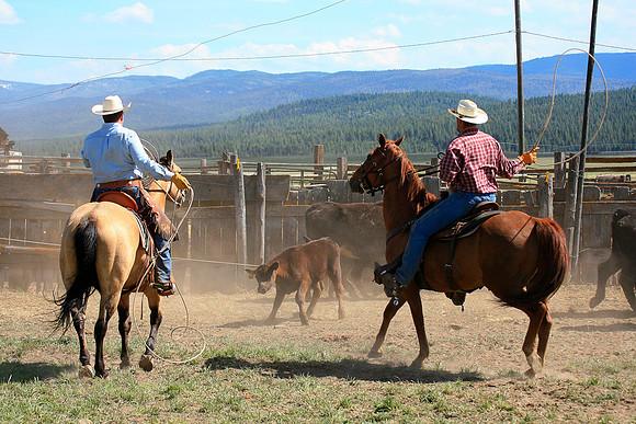 calf_branding_942