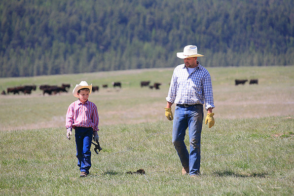 calf_branding_696