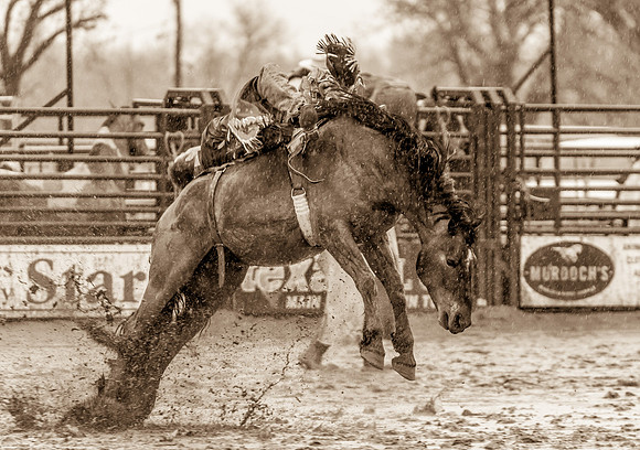 Miles City Bucking Horse Sale 2011-9491