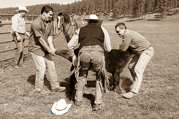 calf_branding_2_586
