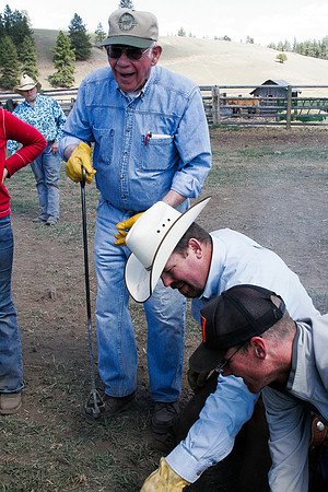 calf_branding_2_641