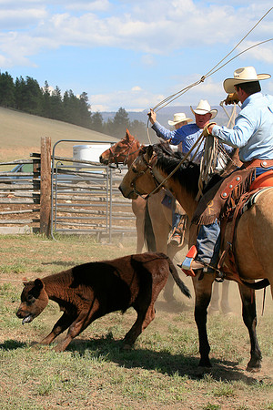 calf_branding_944