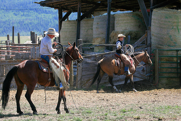 calf_branding_913