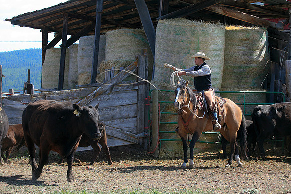 calf_branding_993