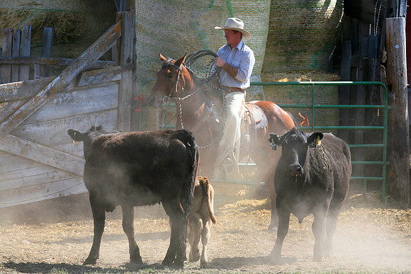calf_branding_1008