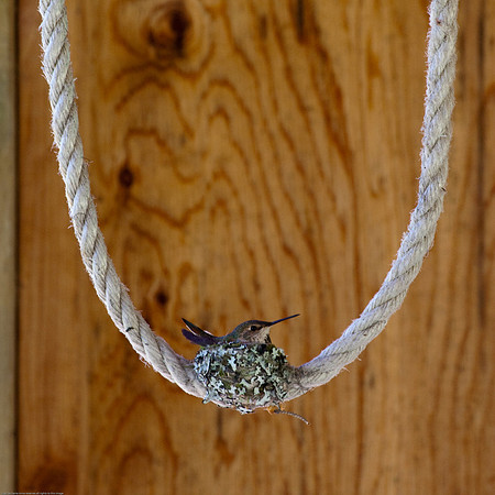 A Hummer Momma