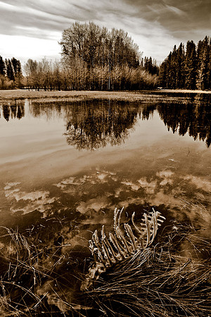 On Golden Pond