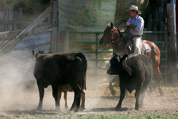 calf_branding_1007