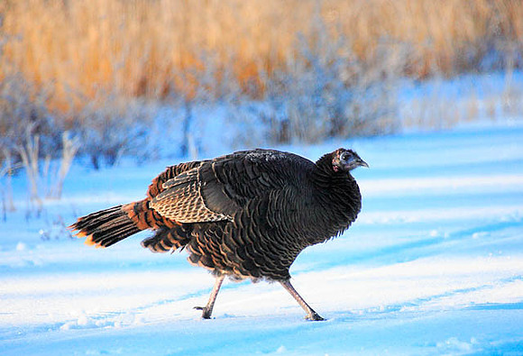Terry Turkey